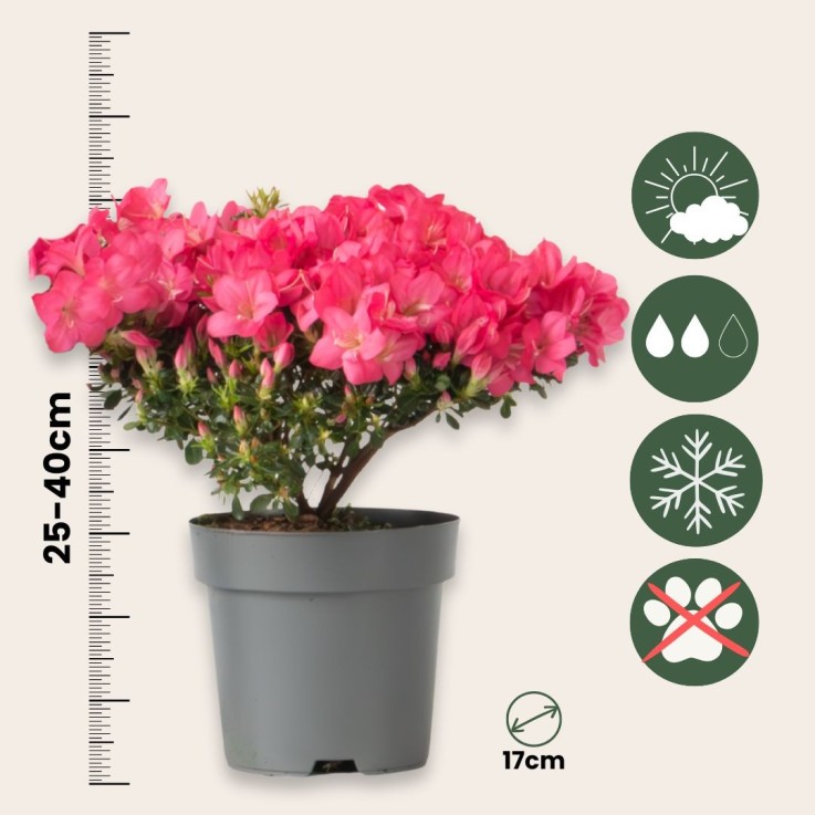 Azalée - Set de 2 - Rhododendron azalea 'Anouk' - Hauteur 25-40cm - ⌀17cm
