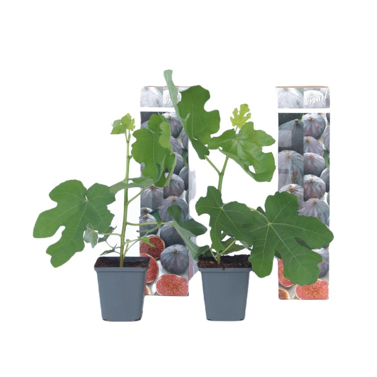 Figuier de Barbarie - Set de 2 - Ficus carica 'Brown Turkey' - H25-40cm - ⌀9cm