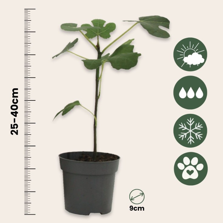 Figuier de Barbarie - Set de 2 - Ficus carica 'Brown Turkey' - H25-40cm - ⌀9cm