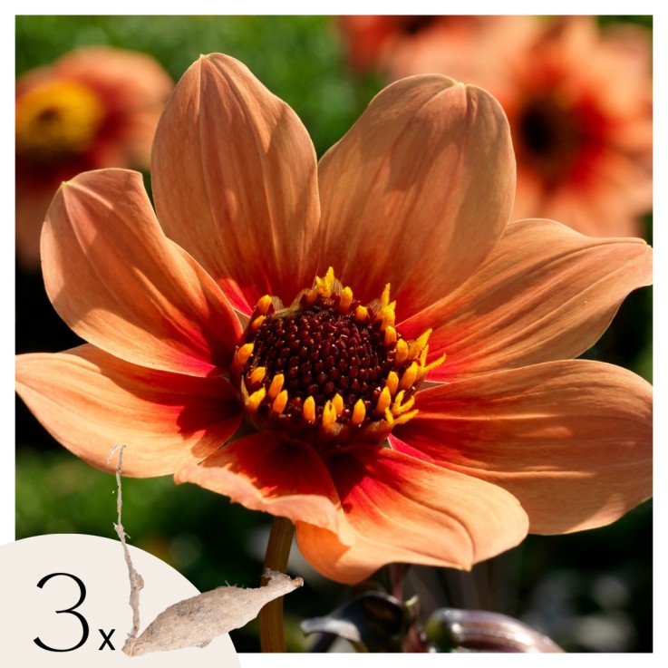 Dahlias - Set de 3 - Dahlia 'Happy Single' - Bulbes à fleurs - Orange