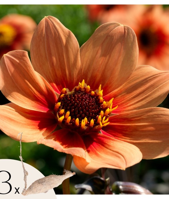 Dahlias - Set de 3 - Dahlia...