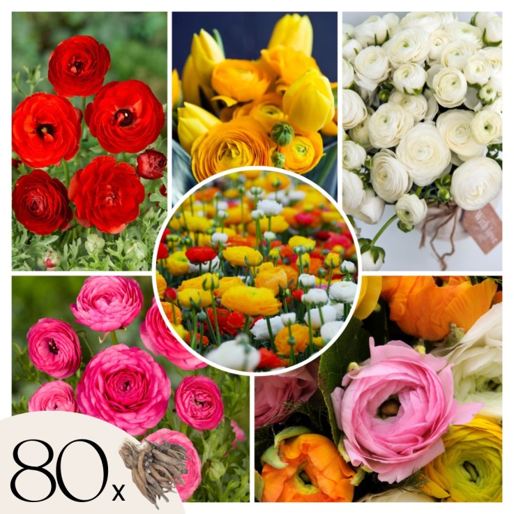 Renoncule - Set de 80 - Ranunculus - Bulbes à fleurs