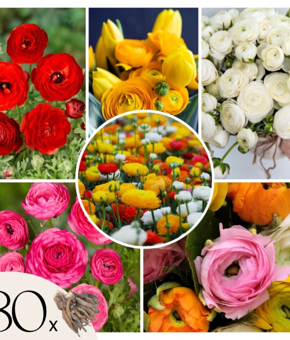 Renoncule - Set de 80 -...