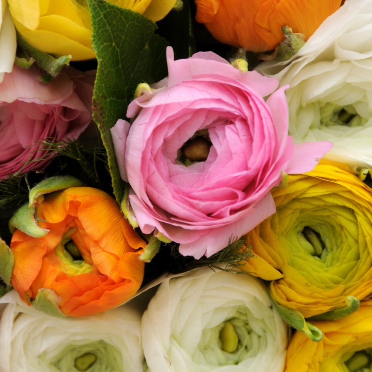 Renoncule - Set de 80 - Ranunculus - Bulbes à fleurs