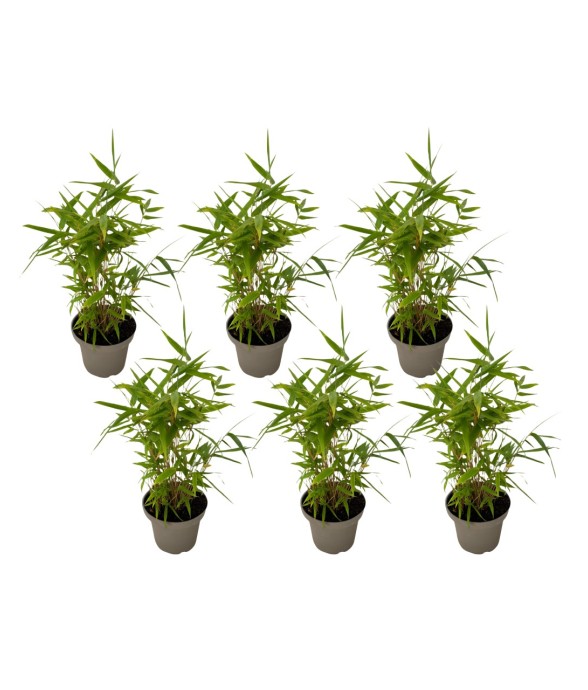 Bambou - Lot de 6 -...