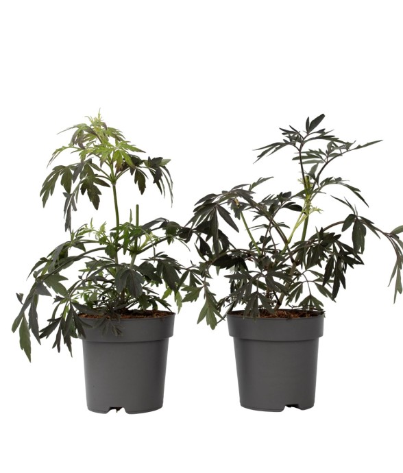 Sureau noir - Set de 2 -...