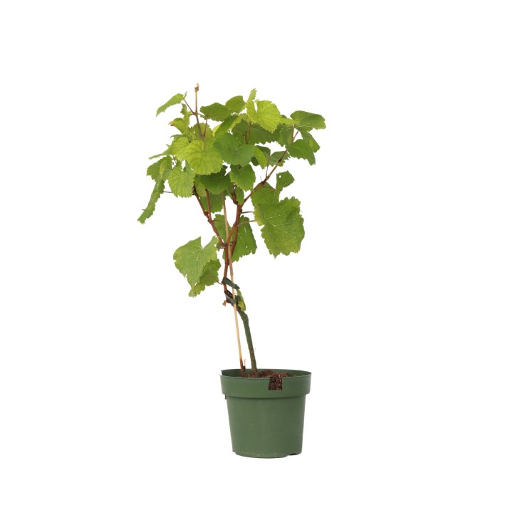 Vigne à raisin - Vitis vinifera ‘Vanessa’ - Hauteur 60-75cm - ⌀21cm
