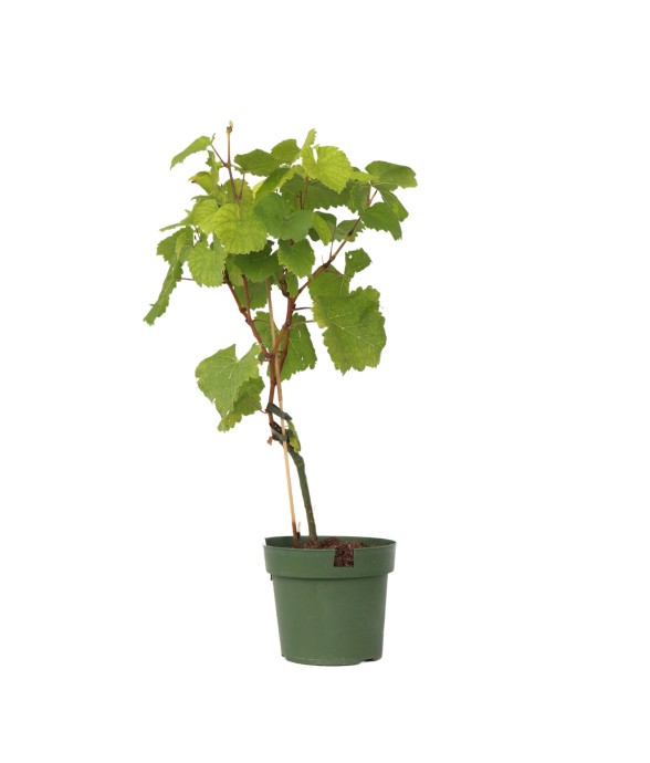 Vigne à raisin - Vitis...