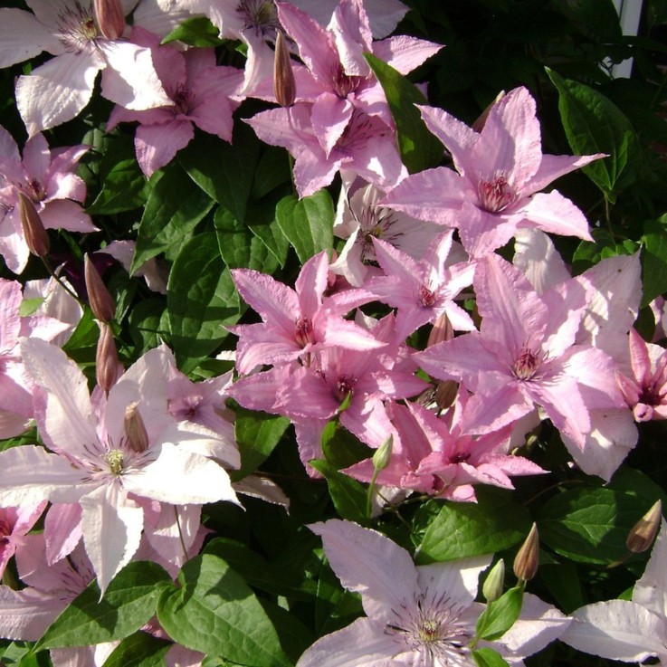 Clématite - Clematis 'Hagley Hybrid' - Hauteur 100-120cm - ⌀17cm