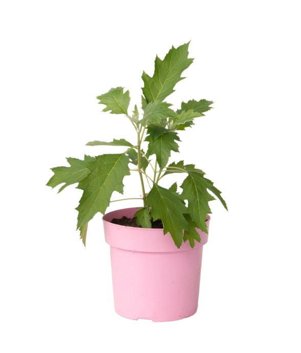 Hortensia - Hydrangea...