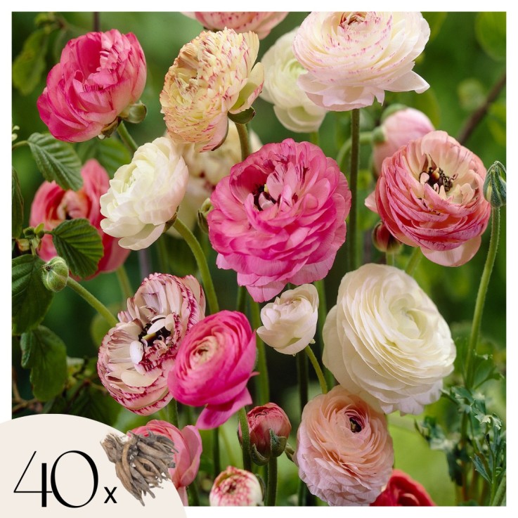 Renoncule - Set de 40 - Ranunculus - Bulbes à fleurs