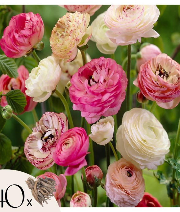 Renoncule - Set de 40 -...