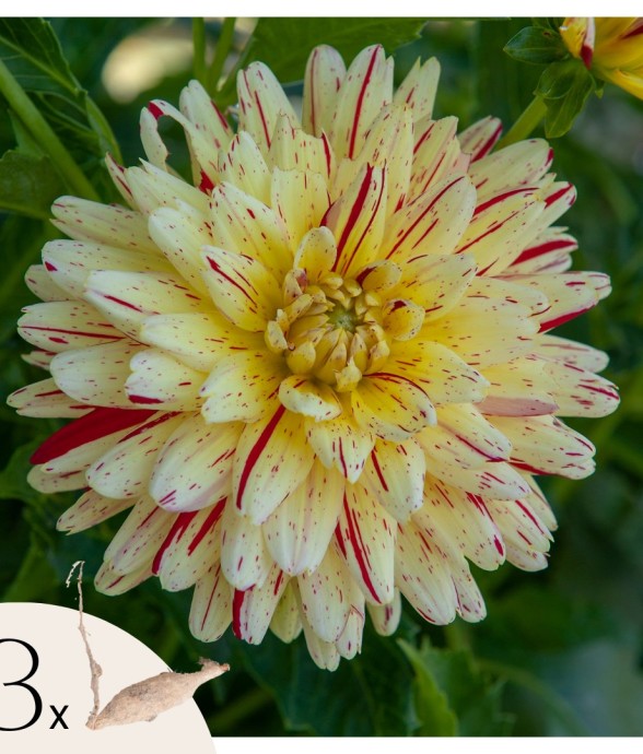 Dahlias - Set de 3 - Dahlia...