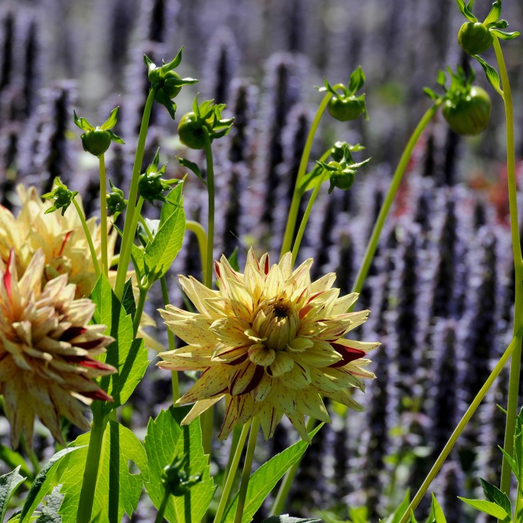 Dahlias - Set de 3 - Dahlia 'Cambridge' - Bulbes à fleurs