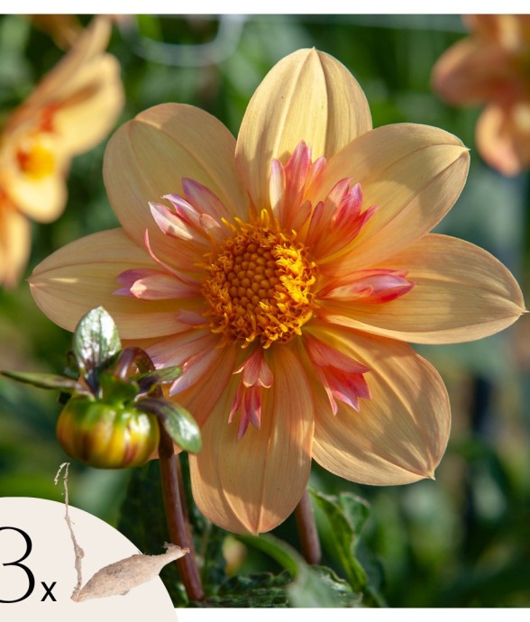 Dahlias - Set de 3 - Dahlia...