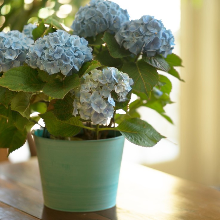 Hortensia - Set de 3 - Hydrangea macrophylla teller 'Nizza' - H25-40cm - ⌀9cm