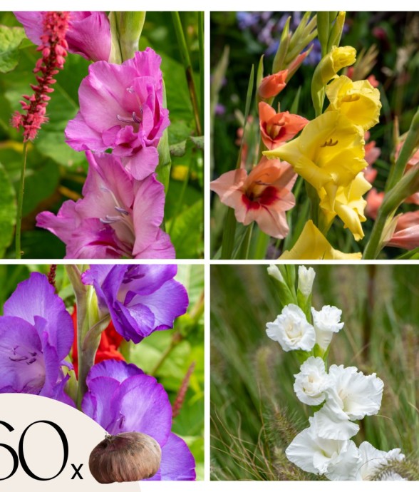 Glaïeul - Set de 60 -...