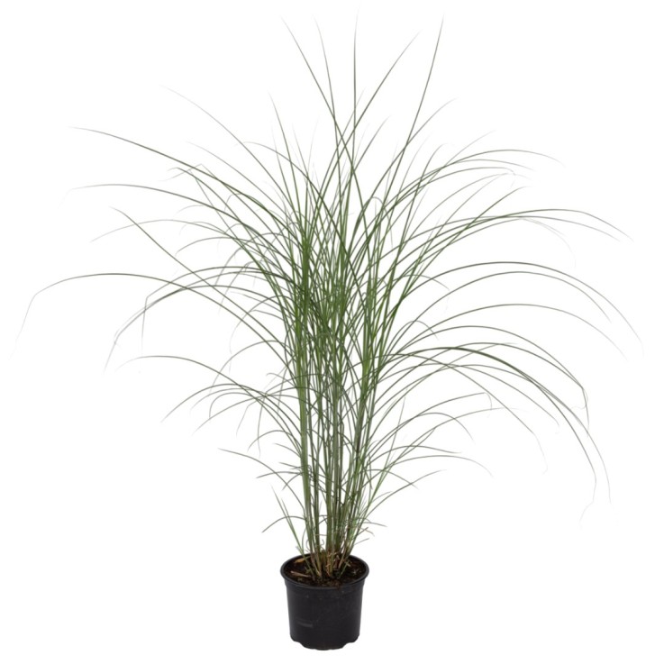 Roseau de Chine - Miscanthus sinensis 'Kleine Silberspinne - H20-30cm - ⌀23cm