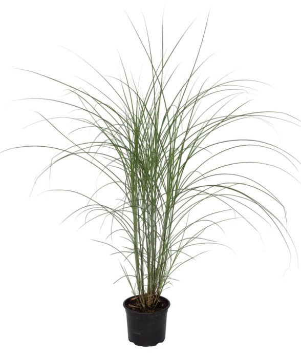 Roseau de Chine -...