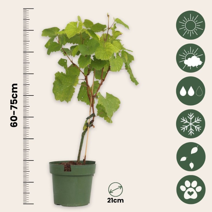 Vigne à raisin - Set de 2 - Vitis ‘Himrod’, Vitis ‘Vanessa’ - H60-75cm - ⌀21cm