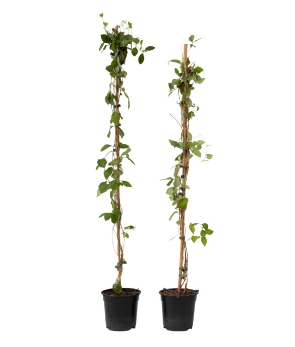 Chèvrefeuille - Set de 2 -...