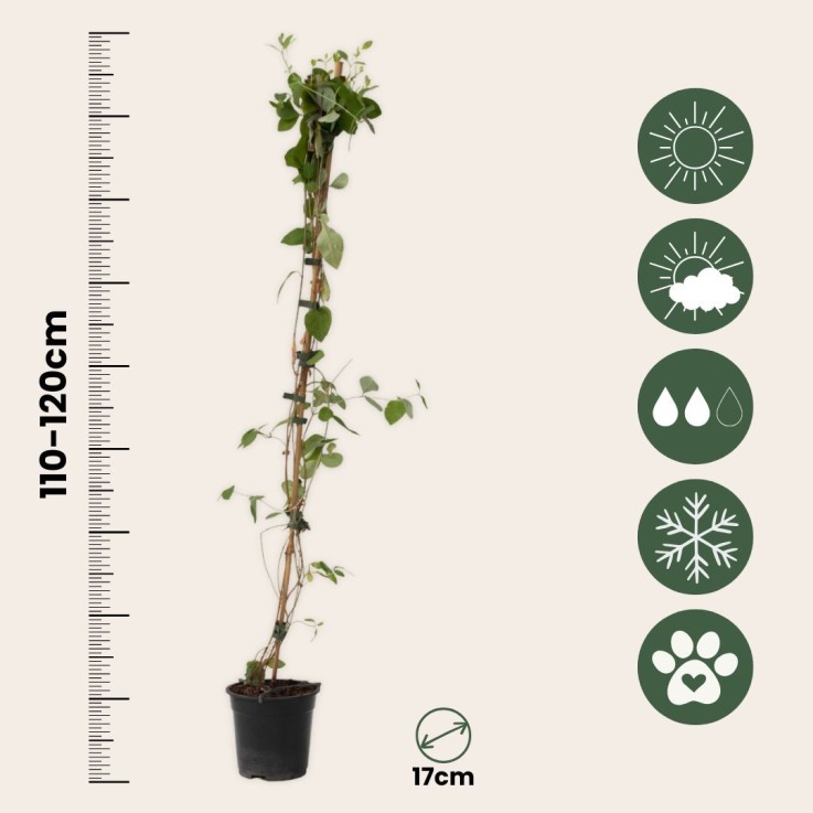 Chèvrefeuille - Set de 2 - Lonicera 'American Beauty' - H110-120cm - ⌀17cm