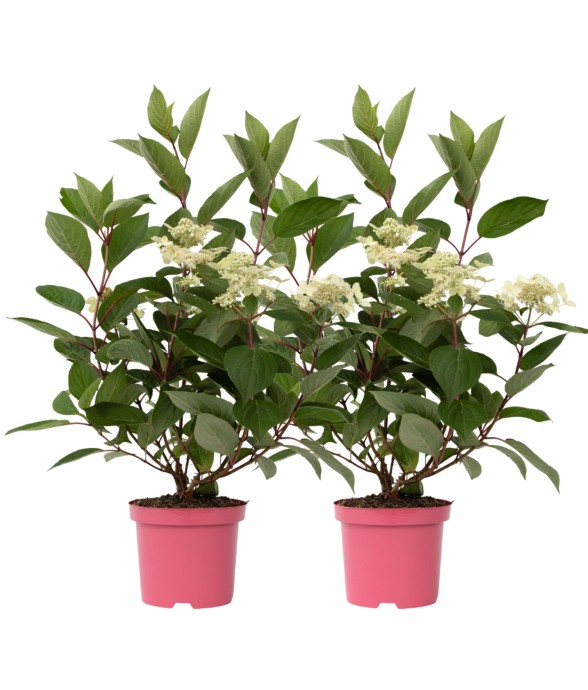 Hortensia - Set de 2 -...
