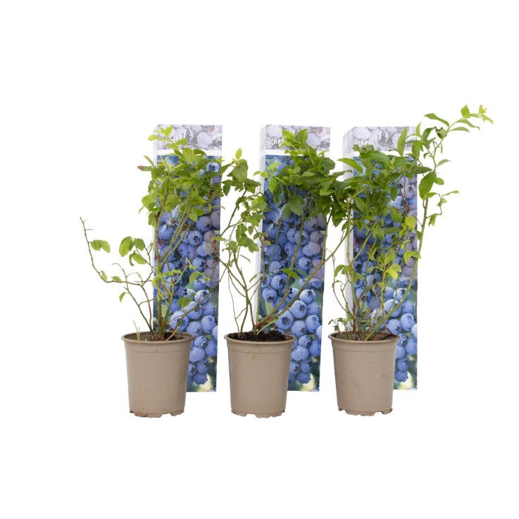 Myrtille - Set de 6 - Vaccinium corymbosum 'Sunshine Blue' - H25-40cm - ⌀9cm