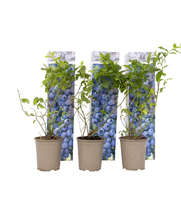 Myrtille - Set de 6 -...