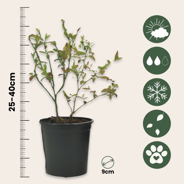 Myrtille - Set de 6 - Vaccinium corymbosum 'Sunshine Blue' - H25-40cm - ⌀9cm