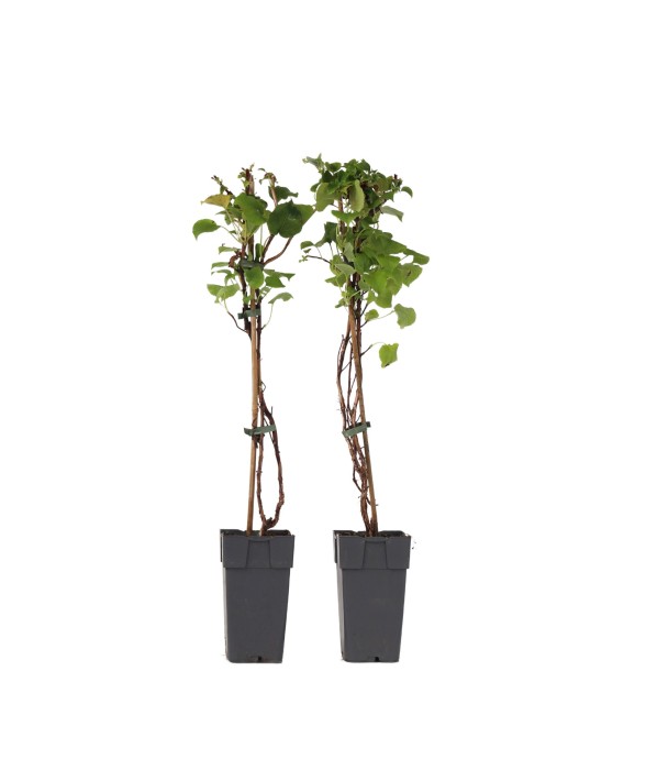 Hortensia - Set de 2 -...