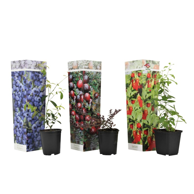 Mélange de plantes fruitières - Set de 3 - Lycium, Vaccinium - H25-40cm - ⌀9cm