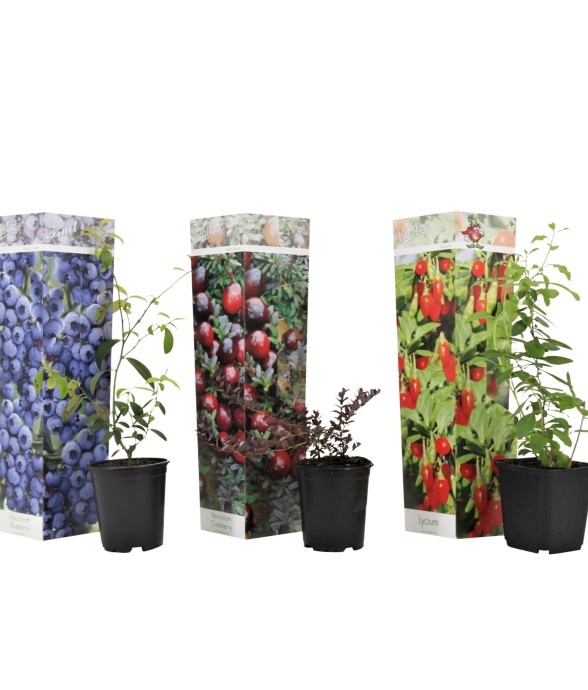 Mélange de plantes...