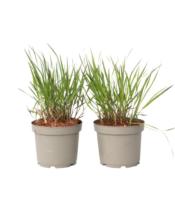 Herbe aux doigts - Lot de 2...