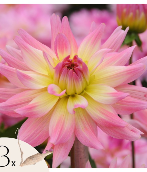 Dahlias - Set de 3 - Dahlia...