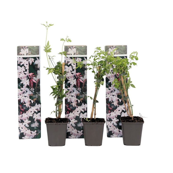 Jasmin étoilé - Set de 3 - Jasminum 'Officinale' - Hauteur 25-40cm - ⌀9cm