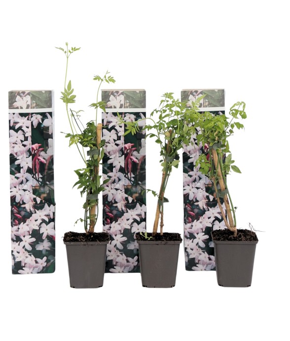 Jasmin étoilé - Set de 3 -...