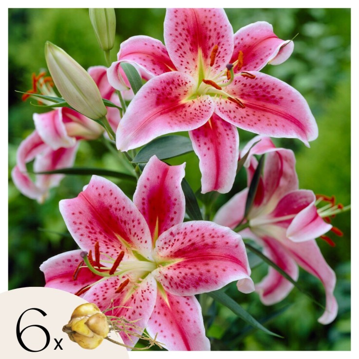 Lys - Set de 6 - Lilium orientalis 'Stargazer' - Rhizomes - Rose