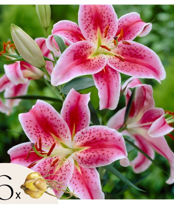 Lys - Set de 6 - Lilium...