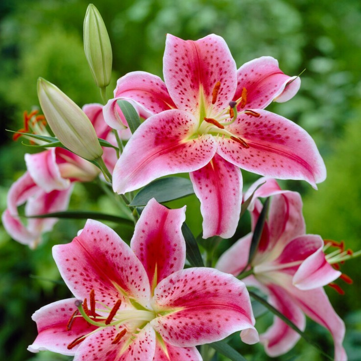 Lys - Set de 6 - Lilium orientalis 'Stargazer' - Rhizomes - Rose