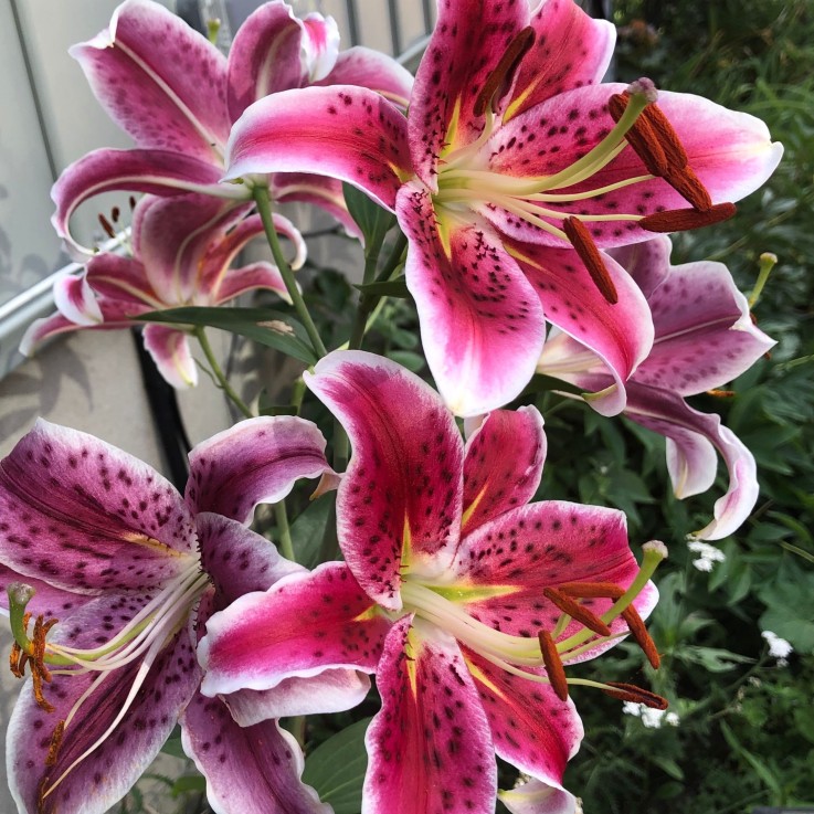 Lys - Set de 6 - Lilium orientalis 'Stargazer' - Rhizomes - Rose