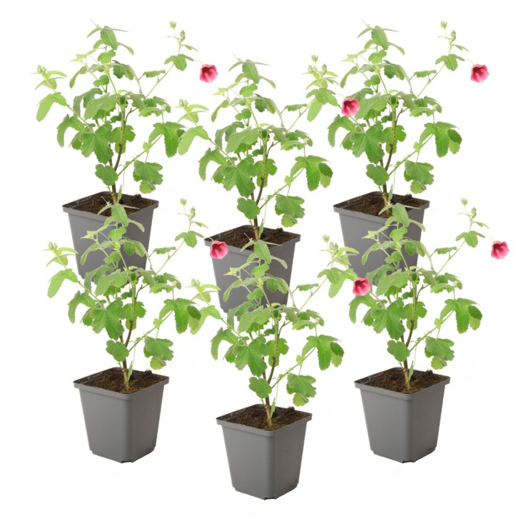 Mauve du Cap - Set de 6 - Anisodontea capensis 'El Rayo' - H25-40cm - ⌀9cm