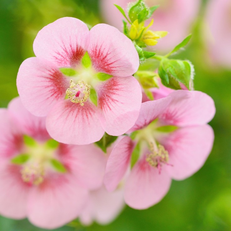 Mauve du Cap - Set de 6 - Anisodontea capensis 'El Rayo' - H25-40cm - ⌀9cm