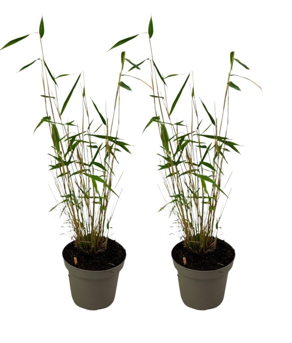 Bambou non-traçant - Set de...