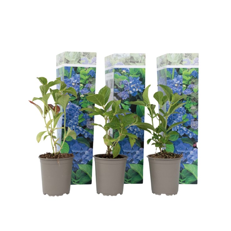 Hortensia - Set de 3 - Hydrangea macrophylla 'Early Blue' - H25-40cm - ⌀9cm