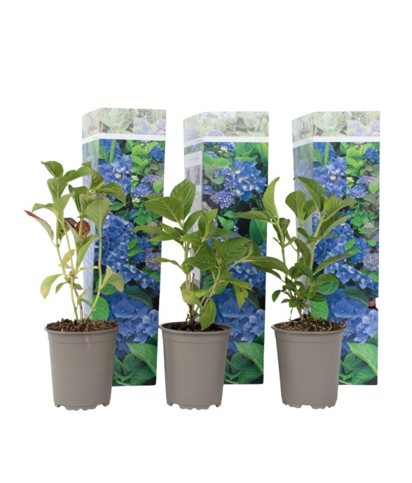 Hortensia - Set de 3 -...