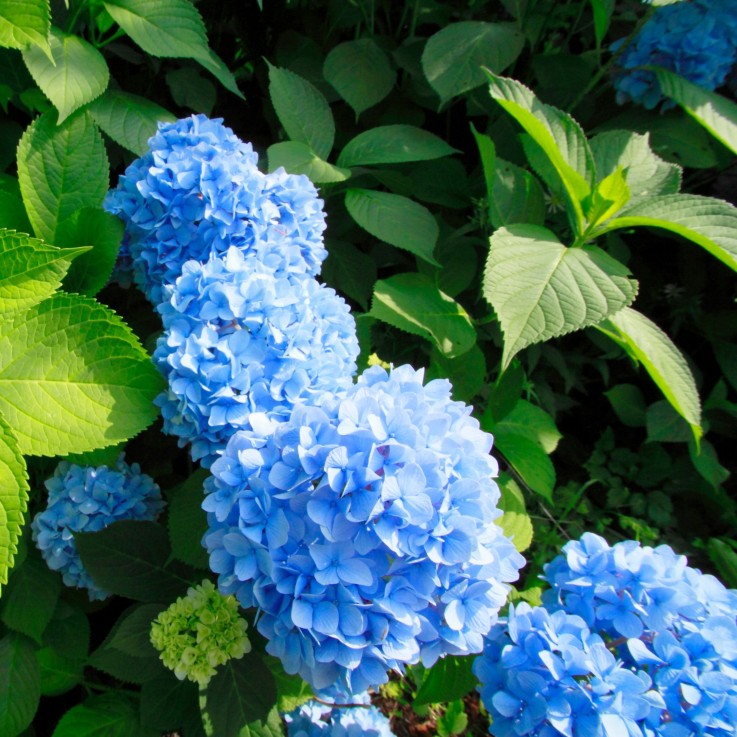 Hortensia - Set de 3 - Hydrangea macrophylla 'Early Blue' - H25-40cm - ⌀9cm
