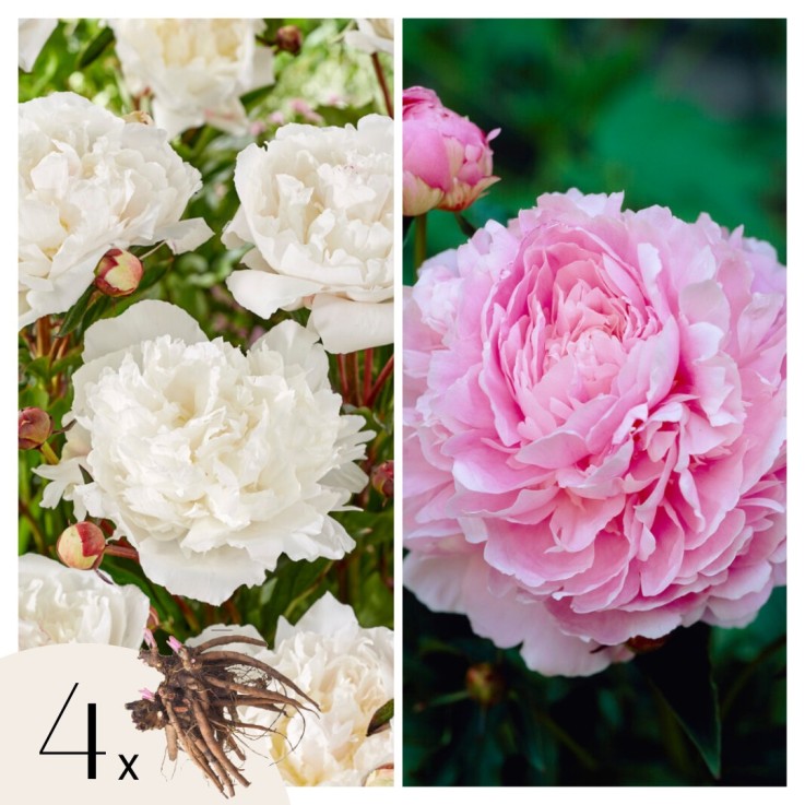 Pivoine - Set de 4 - Paeonia - Rhizomes - Rose