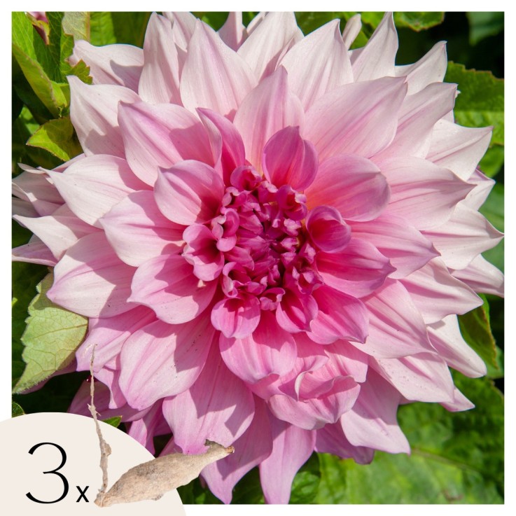 Dahlias - Set de 3 - Dahlia 'Café au lait Royal' - Bulbes à fleurs - Rose