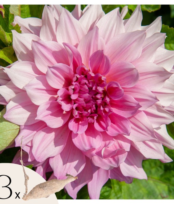 Dahlias - Set de 3 - Dahlia...